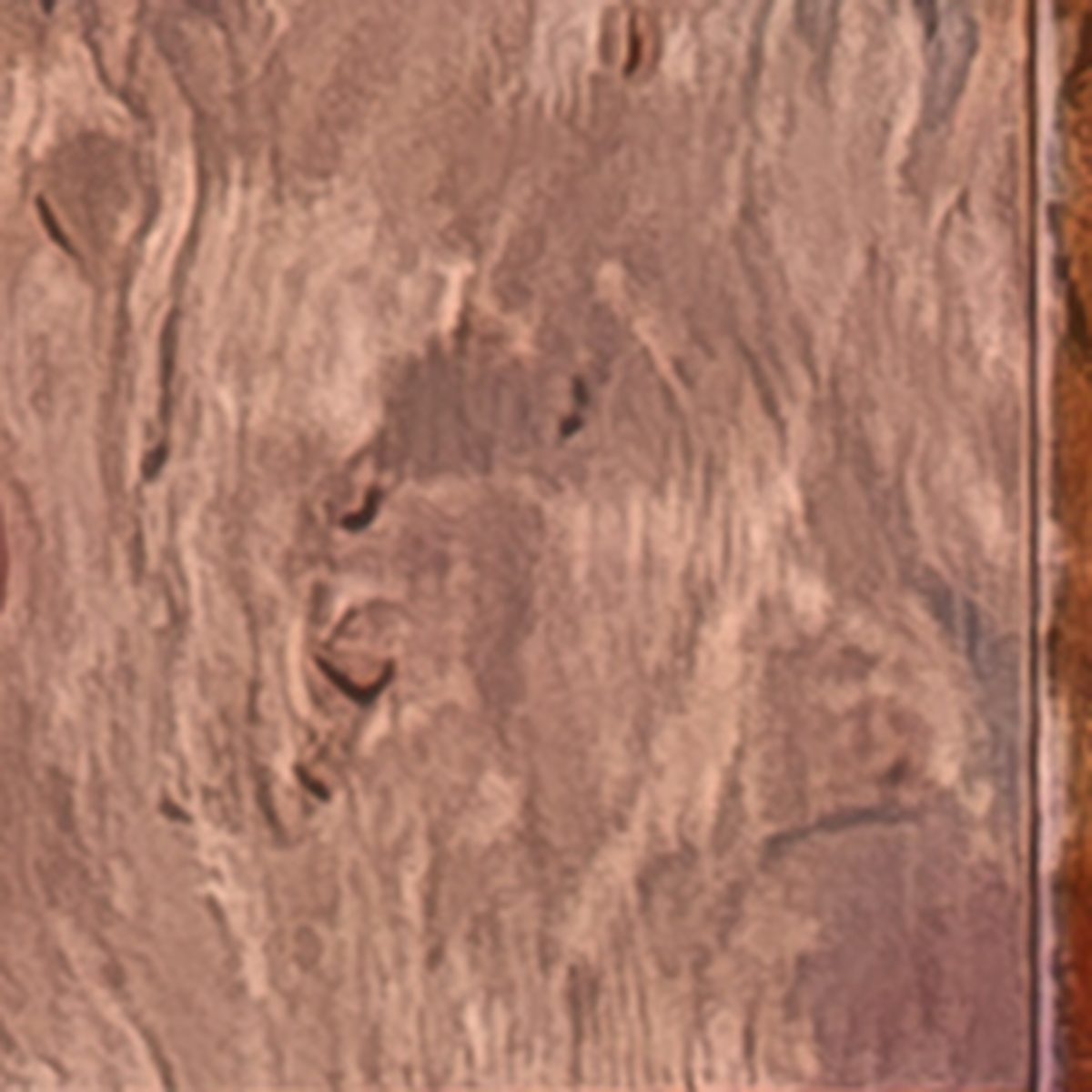 Close-up of Tasmanian Rose Myrtle burl, honey and gold